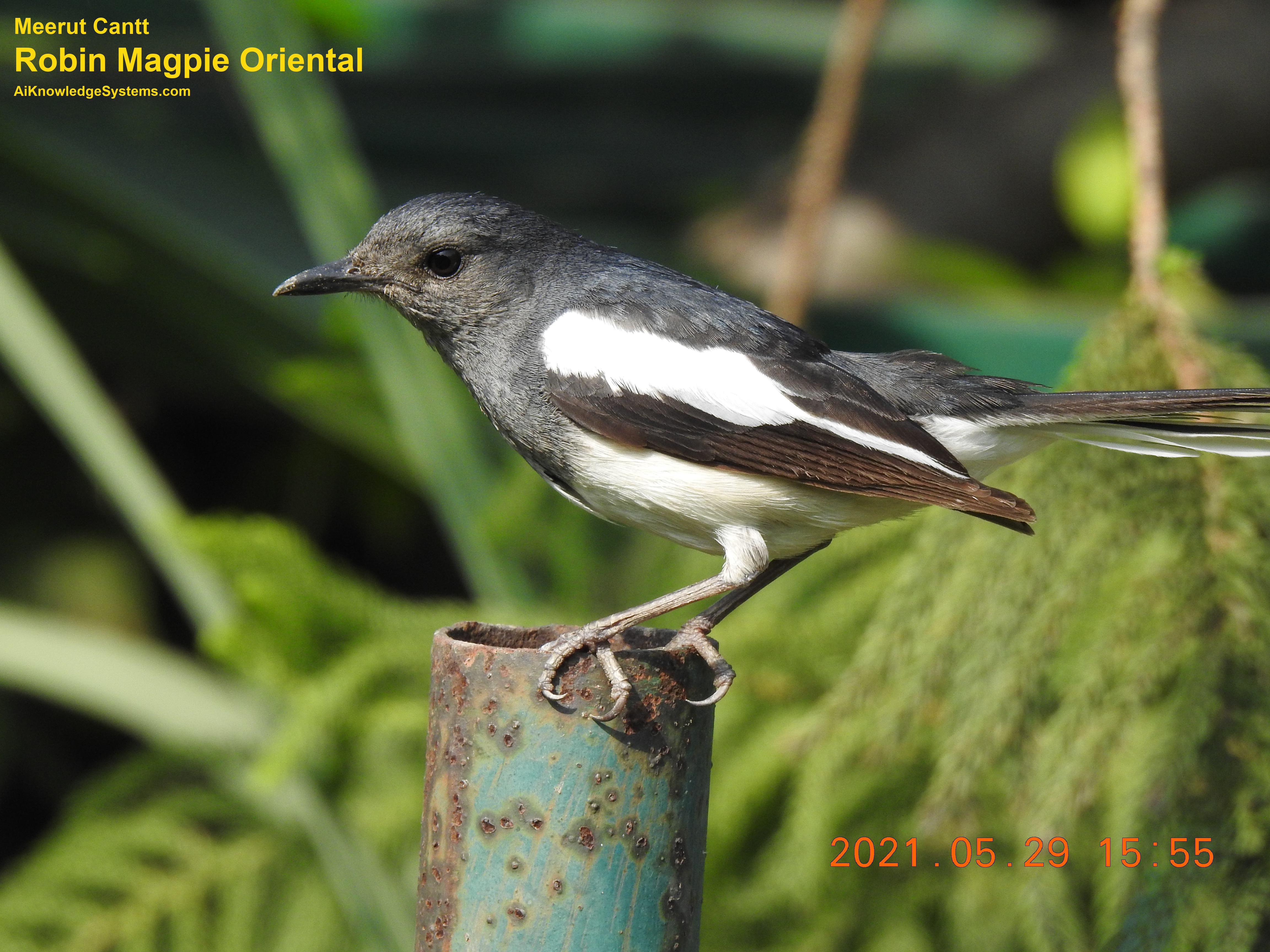 Magpie Robin (58) Coming Soon